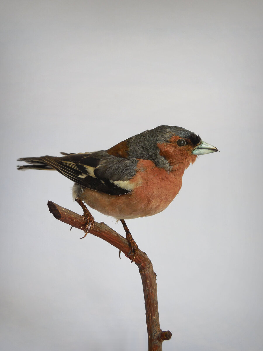 Чучело самца зяблика (Fringilla coelebs)