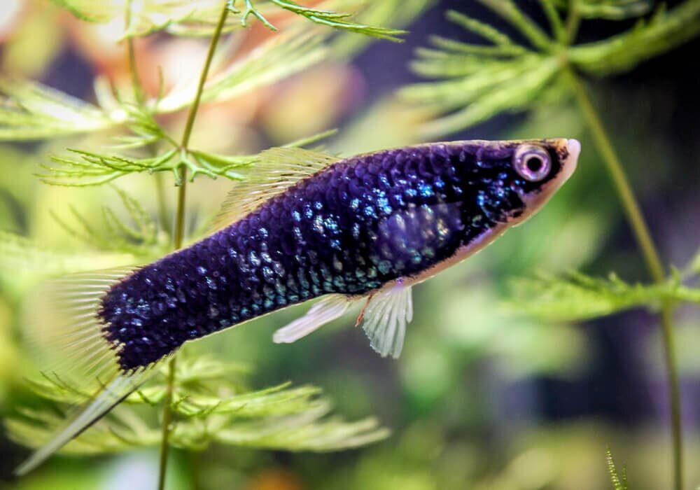 свою сфоткать не получилось, поэтому абсолютно такая же из инета :)