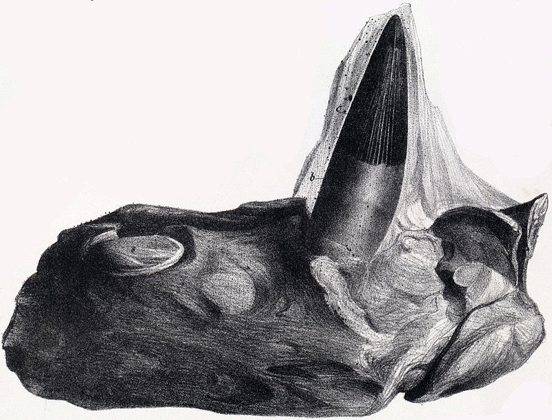Челюсть Polyptychodon interruptus