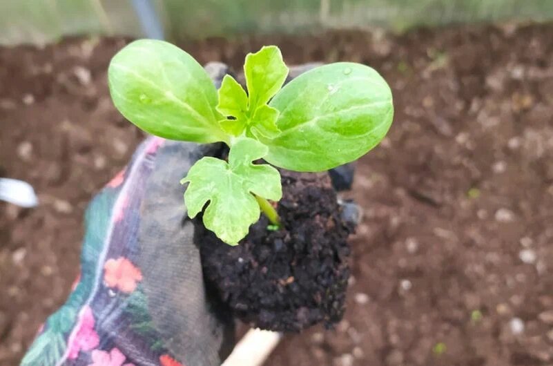 Рассада арбузов.