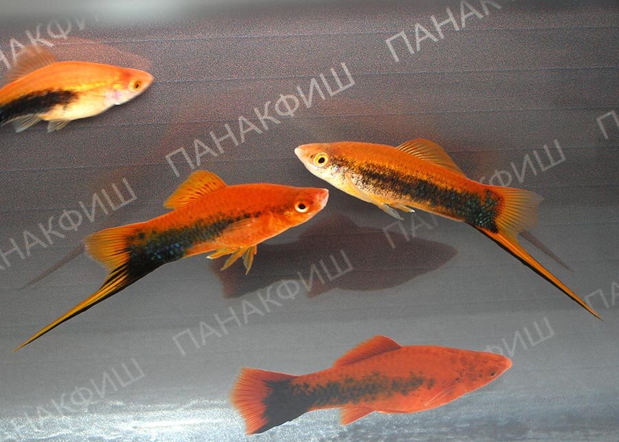 Меченосец тукседо красный