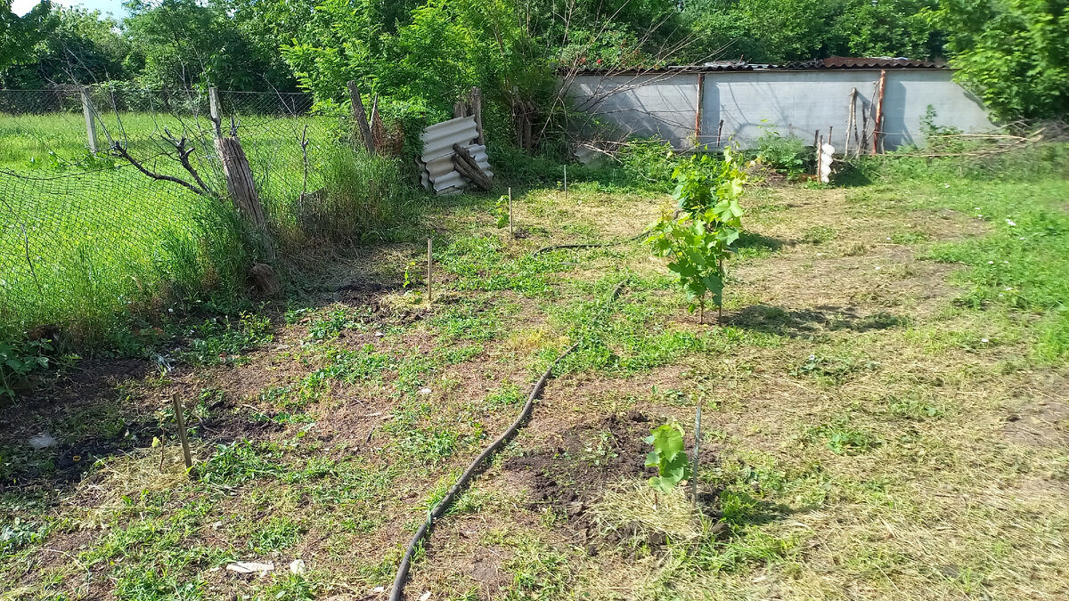 Мой виноградник