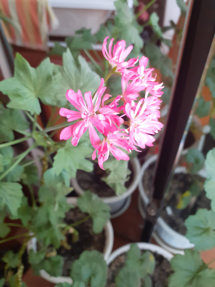 Самые провинциальные цветы