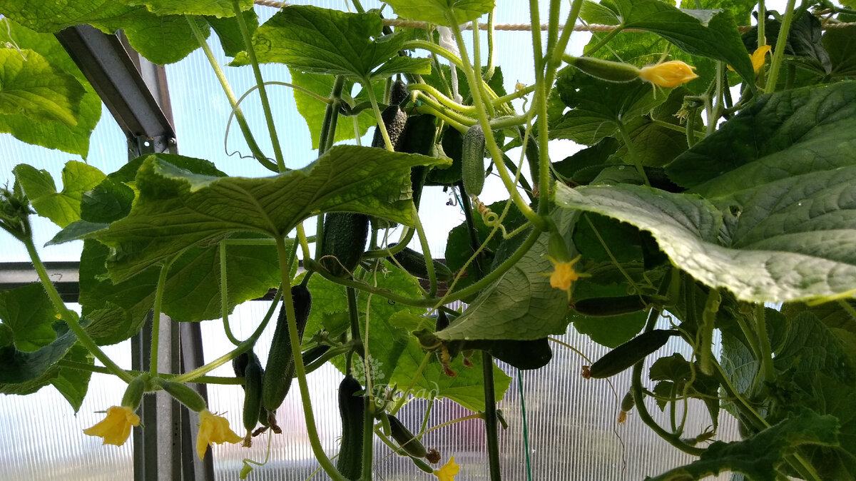 Наши огурцы в теплице.