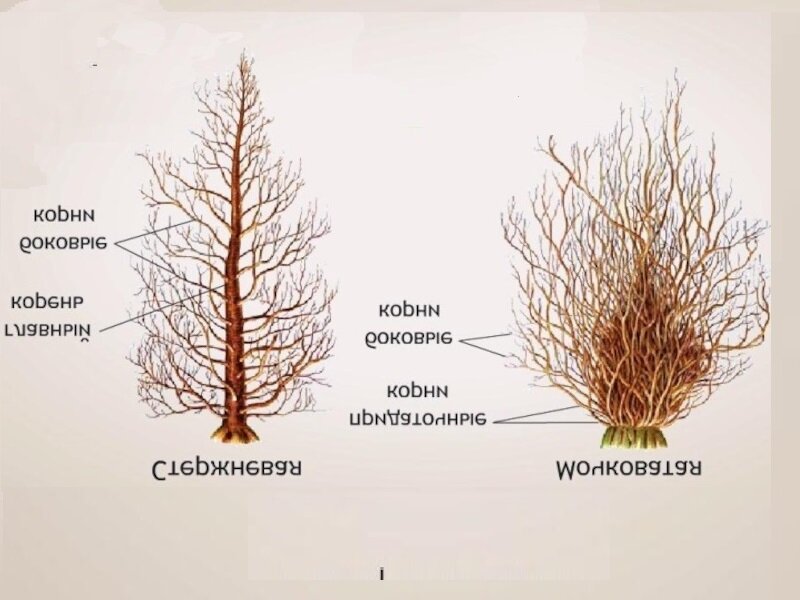 Просто переворачиваем! Как видите, стержневые корни - прирождённые стволы и ветви для деревьев на диораме.