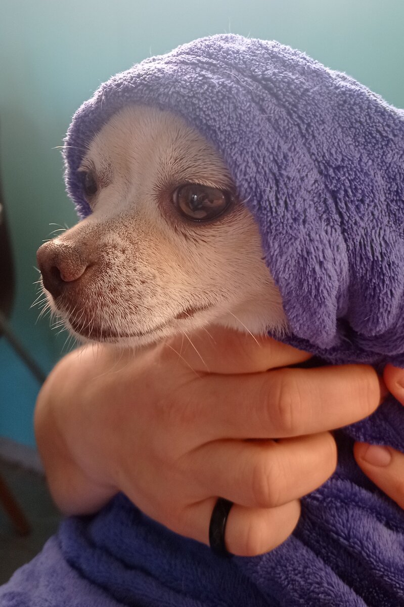 Банный день