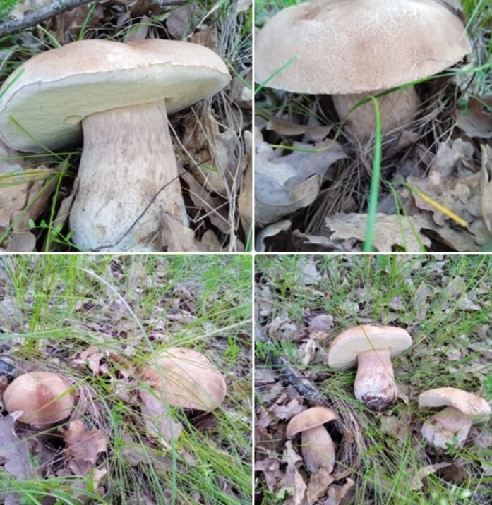 Отличные белые красавцы