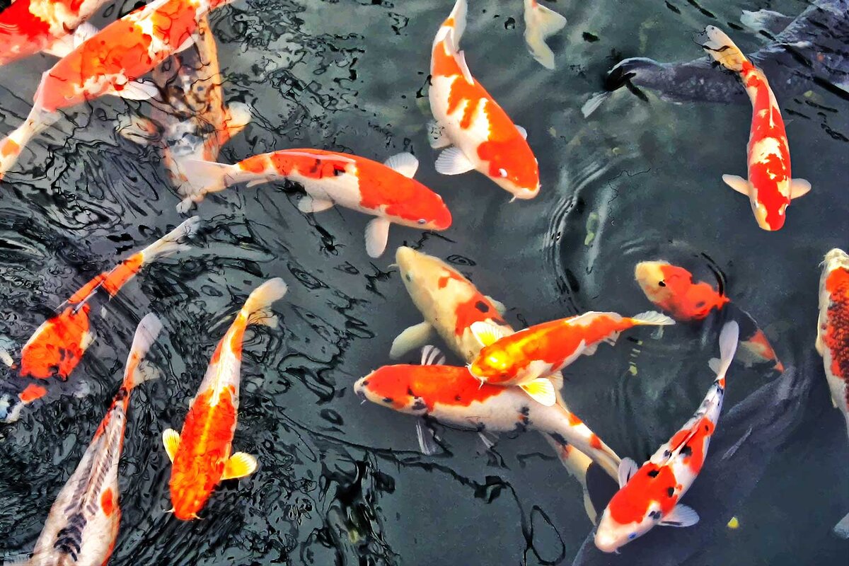 Japan, фотограф-дизайнер Вячеслав Шаманов, Красноярск, студия "ImagesPro"