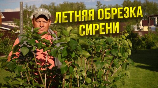 обрезка сирени после цветения