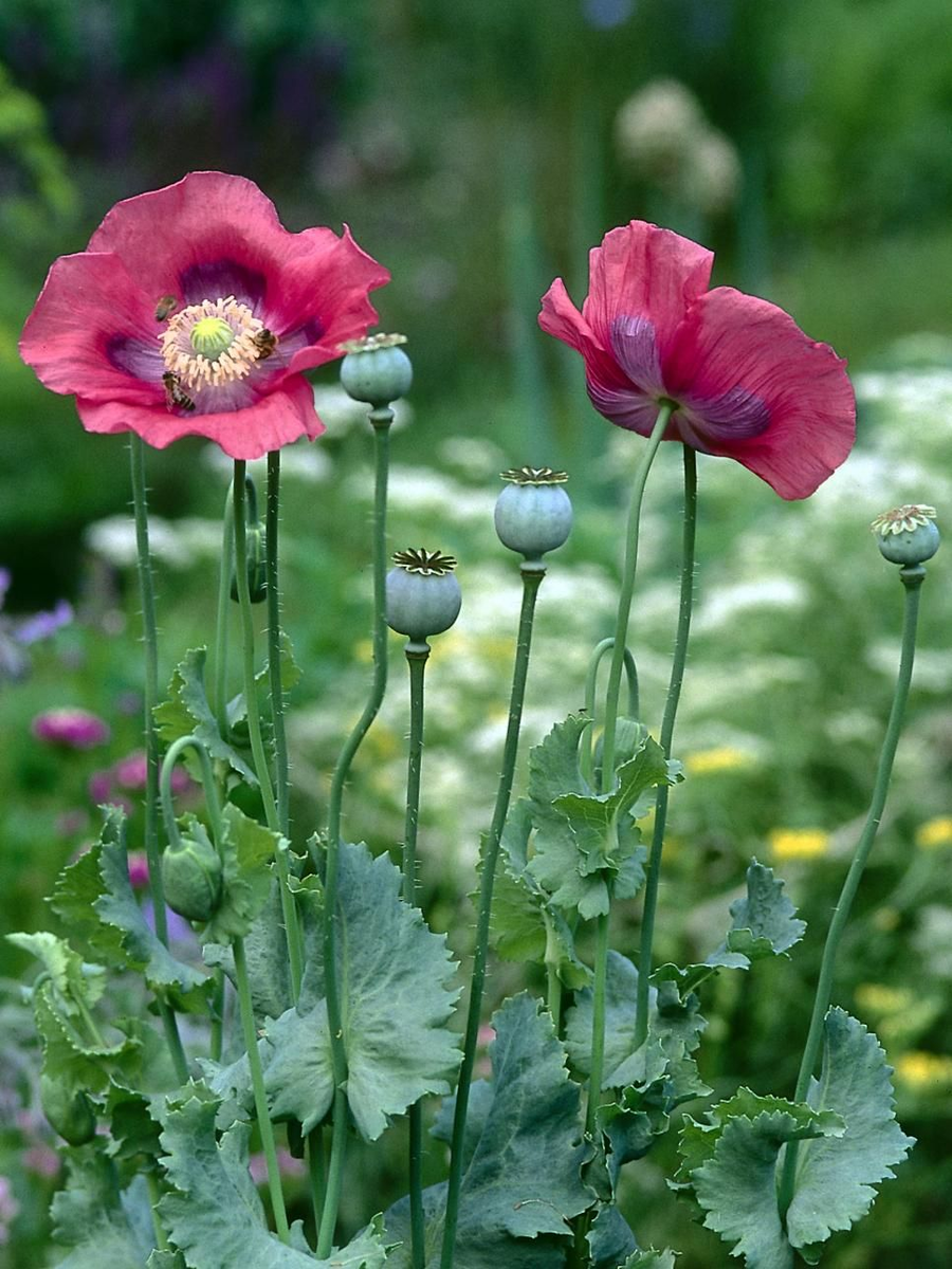 Мак снотворный фото как выглядит. Мак снотворный (Papaver somniferum). Мак снотворный – Papaver somniferum l.. Мак полевой (Мак-самосейка. Опиумный Мак Луговой Мак.