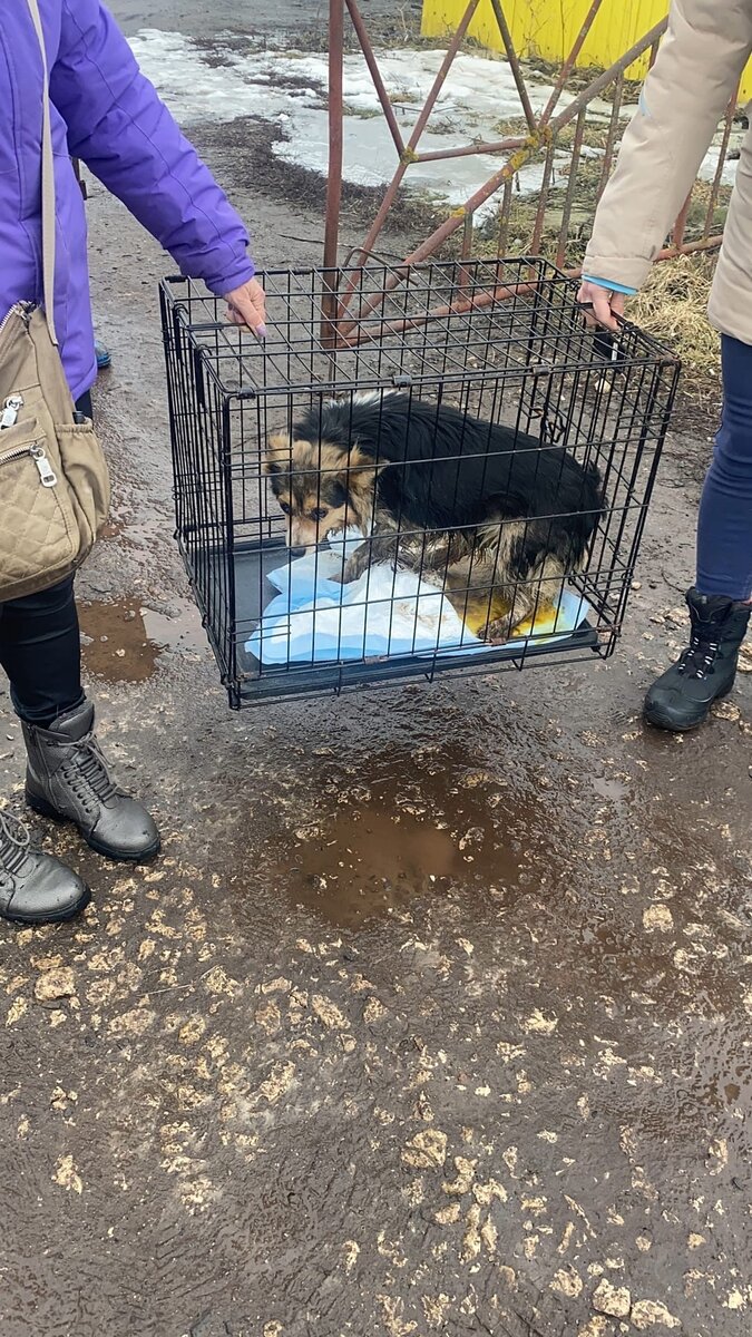 забираем из отлова