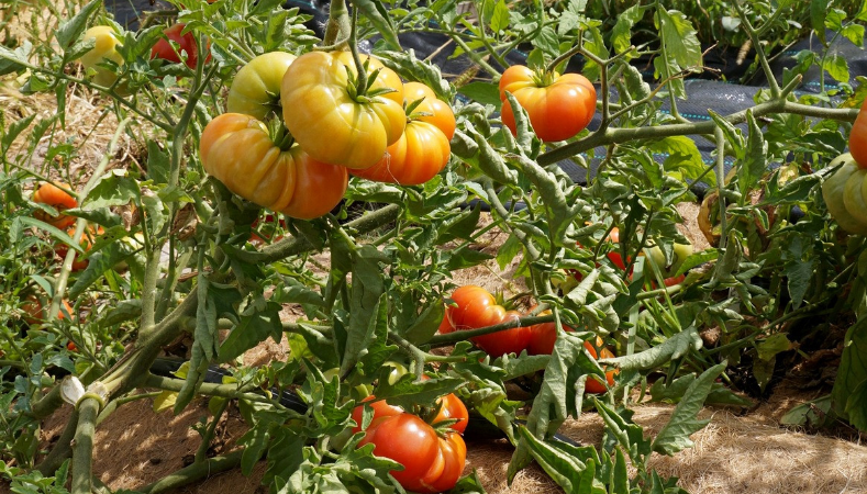 Что может быть вкуснее салата из помидорчиков со своего огорода? А как приятно зимой открыть банку с маринованными помидорами.-2