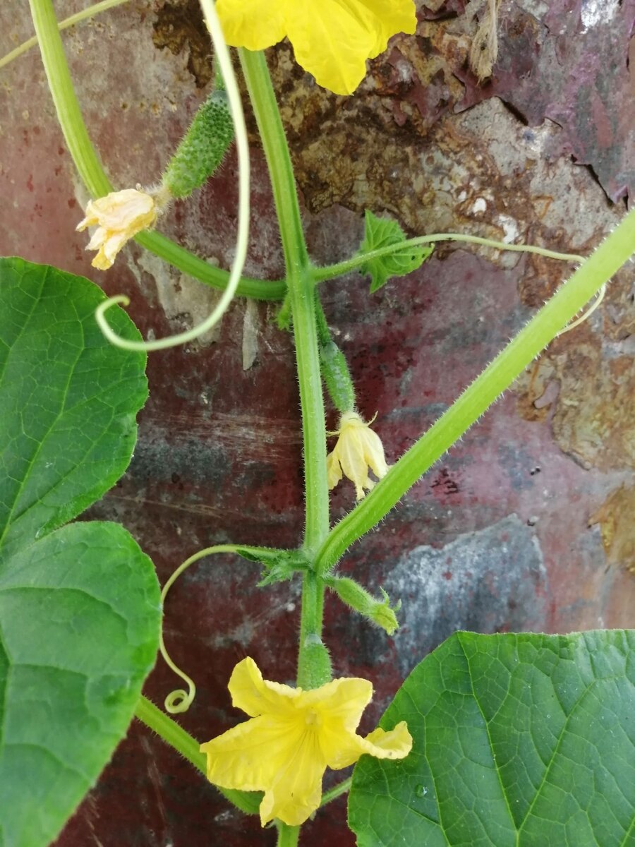 Успела сфотографировать, пока не оборвали