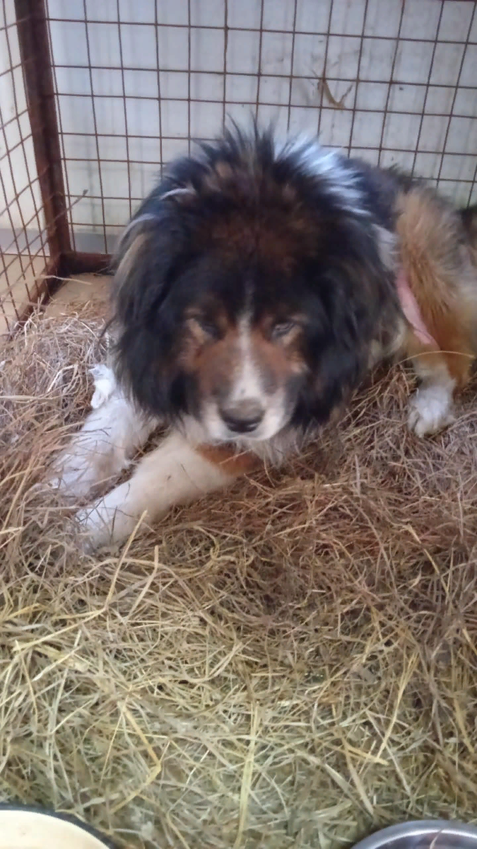 А историю этого медвежонка мы расскажем в следующий раз