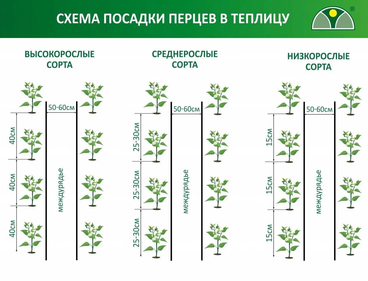 Схема посадки огурцов помидор и перца в одной теплице