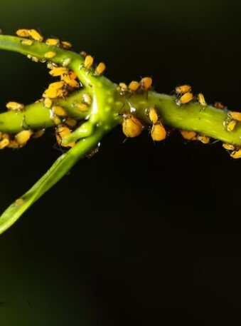 https://ru.freepik.com/free-photo/hover-fly-syrphidae-larva-feeding-on-aphids-aphis-nerii_8943674.htm#query=тля&position=0&from_view=search&track=s