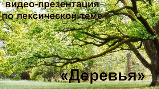 Деревья.