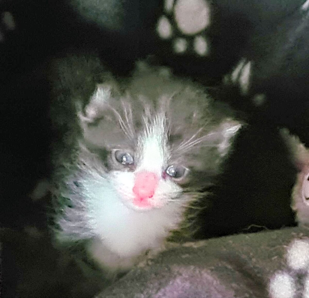 Невероятной розовости нос