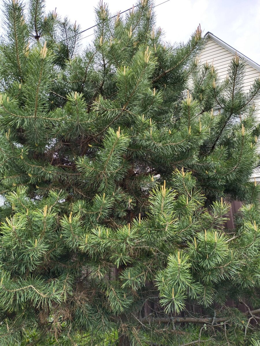 Вампирская сосна скоро даст урожай шишек...