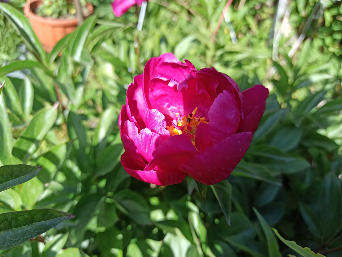 Красный пион. На фото цветок слабой махровости