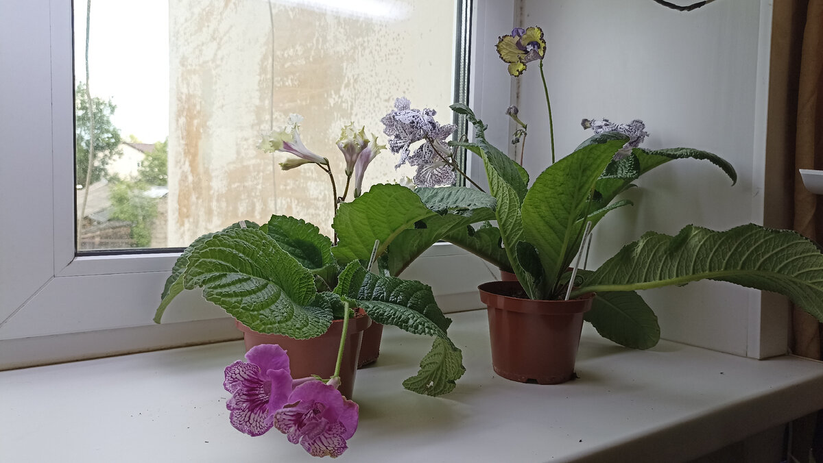 Стрептокарпусы. Общий вид. Прибыли в виде деток в первых числах апреля