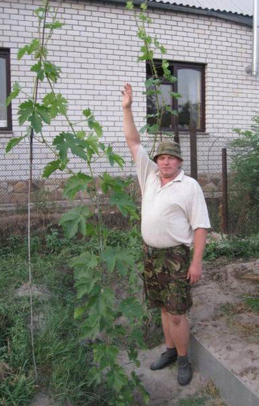 Саженцы в первый год после посадки.