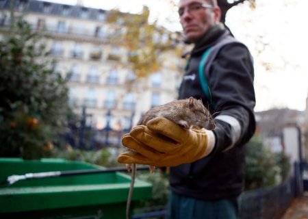    Власти Парижа обучат население комфортно жить с крысами