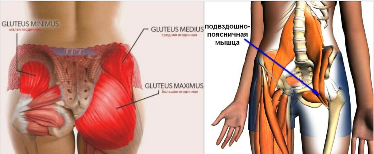 Мышцы тазобедренного сустава