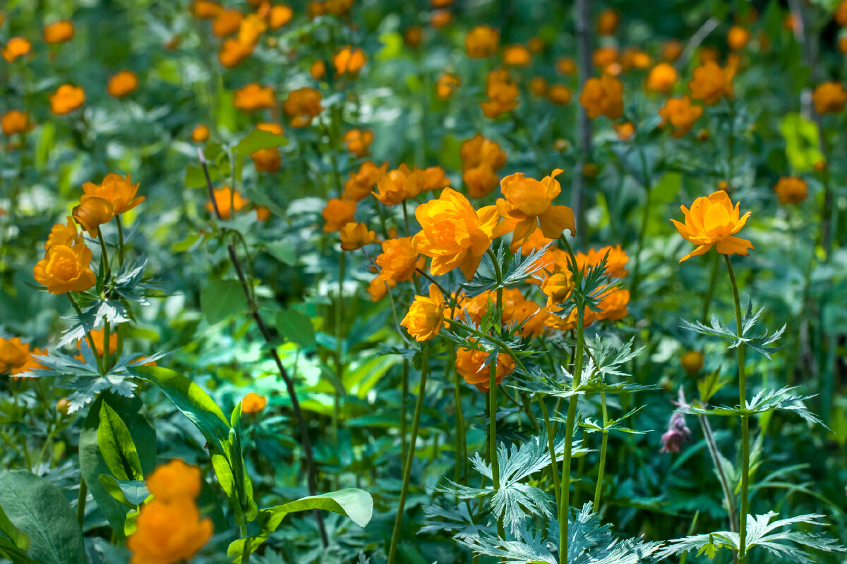 Купальница азиатская Trollius asiaticus