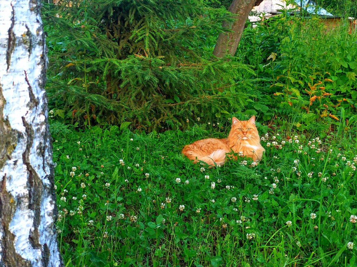 Баксик на лугу