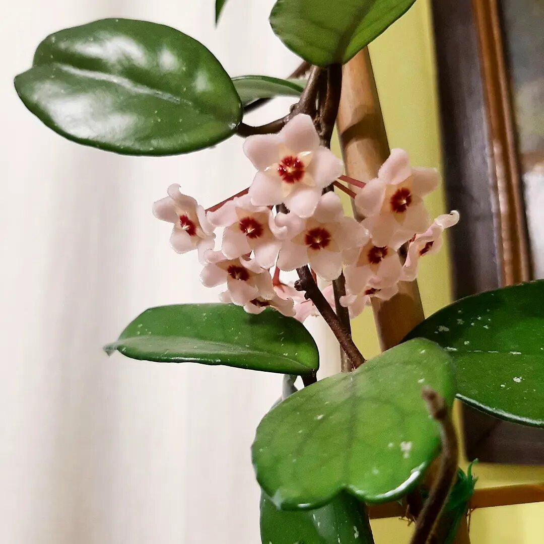 Хойя карноза