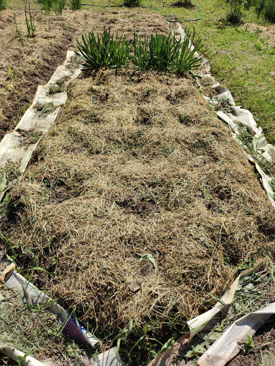 В "гнездышках" лук-порей. Его пока не видно.  