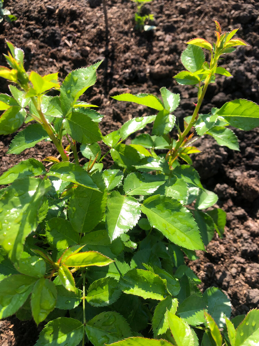  роза Кремоза.