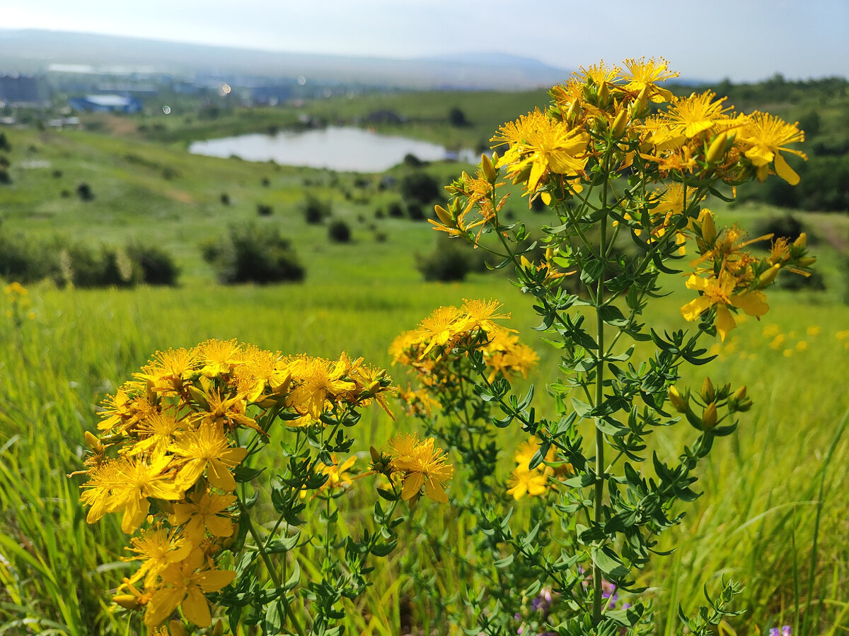 Зверобой обыкновенный. Змейский Пруд. Минераловодский район. 13.06.23г. Утро. 