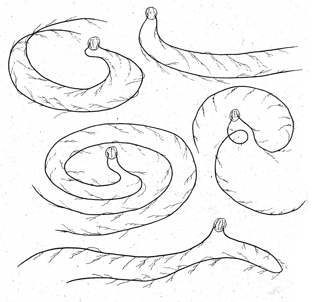 Гребневики-плевробрахии во время охоты на рачков-­калянусов свивают щупальца спиралями (зарисовка М.Е. Виноградова из аппарата «Аргус», 1982)