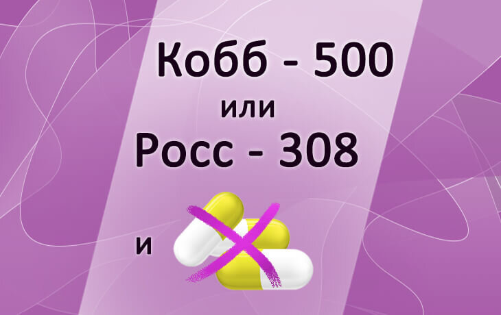 Кобб 500 и росс 308 фото