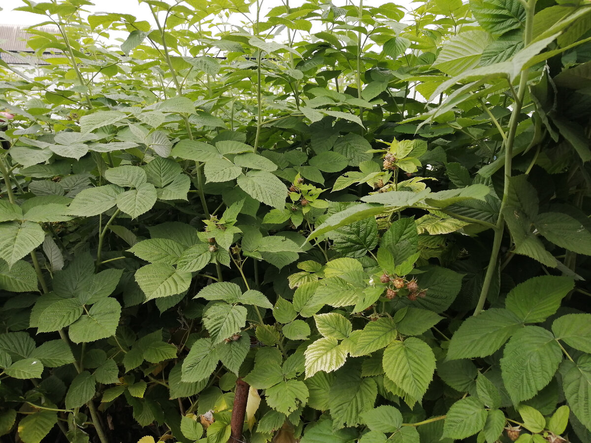 Ремонтантная малина на моем участке