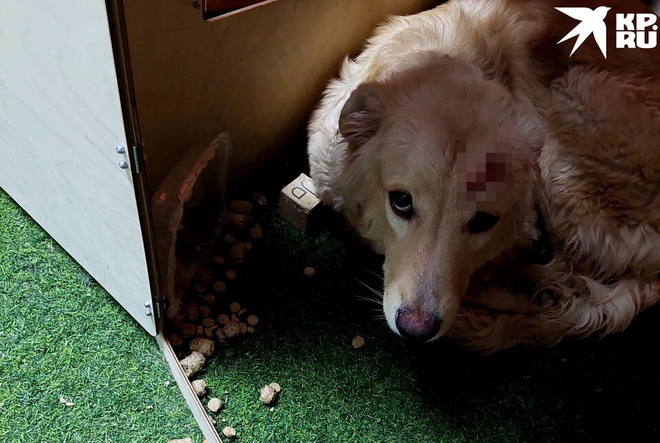    У Персика была разбита голова. Фото: предоставлено Татьяной Артемьевой