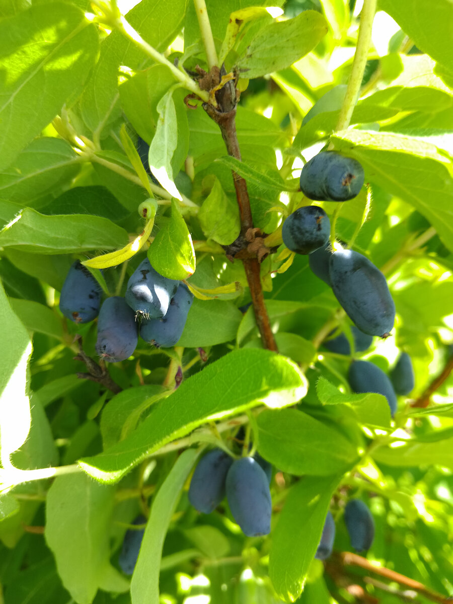 Ягоды жимолости