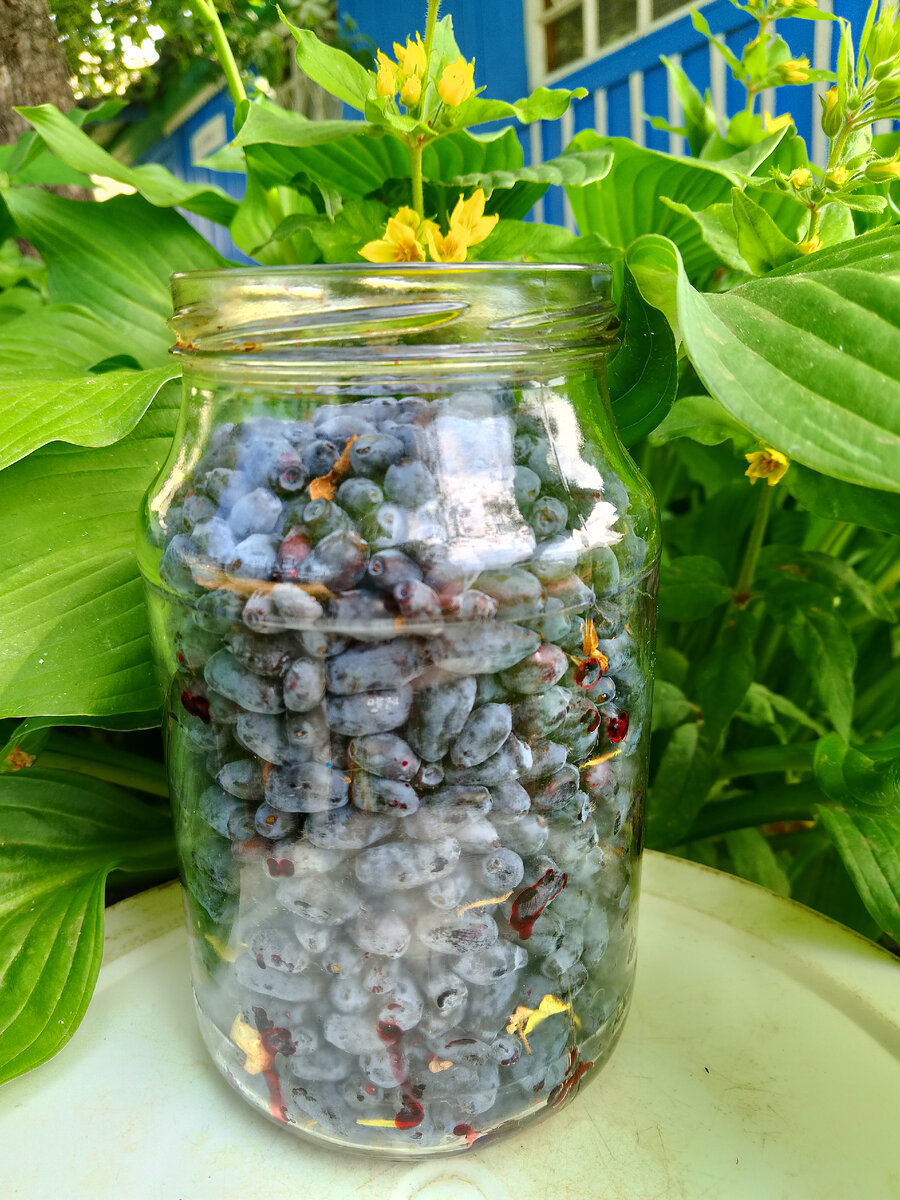 Насобирала 900 гр жимолости