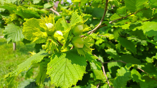 Лещина маньчжурская Corylus mandshurica