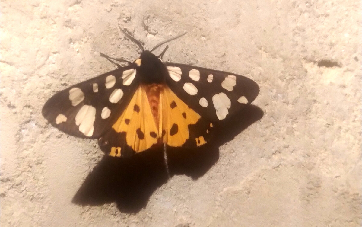 Сельская медведица.