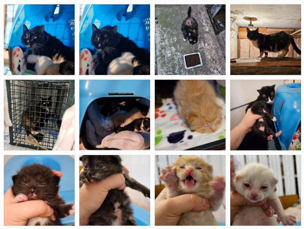 Фото автора. Прям из телефона. Одни котятки.