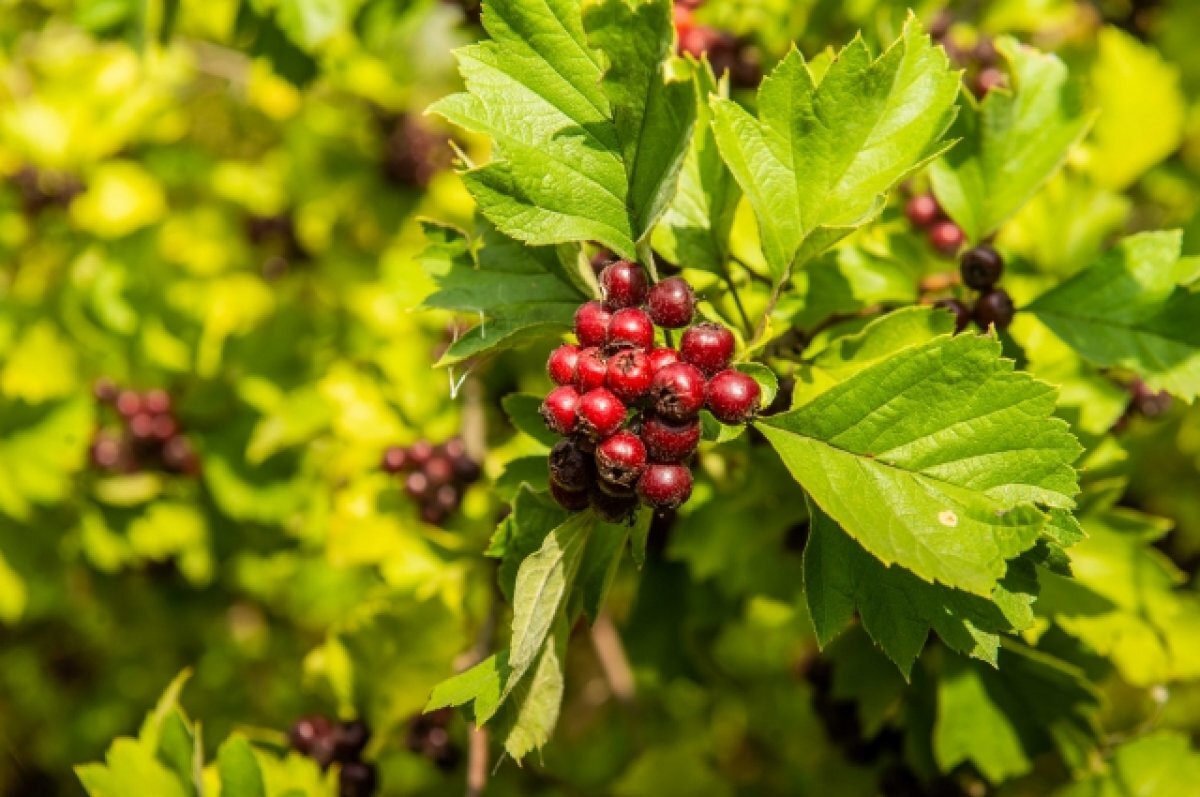    Хабаровские садоводы могут получить субсидии от администрации