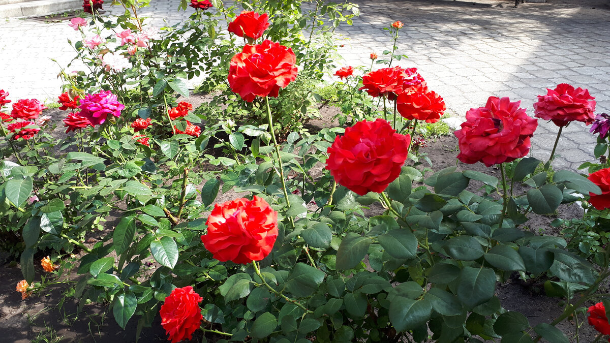 🌹🌹🌹Бордюр из роз вдоль дорожки. Что нужно учесть. Розарий своими руками  | Сад для себя - Светлана Корчагина🌿 | Дзен