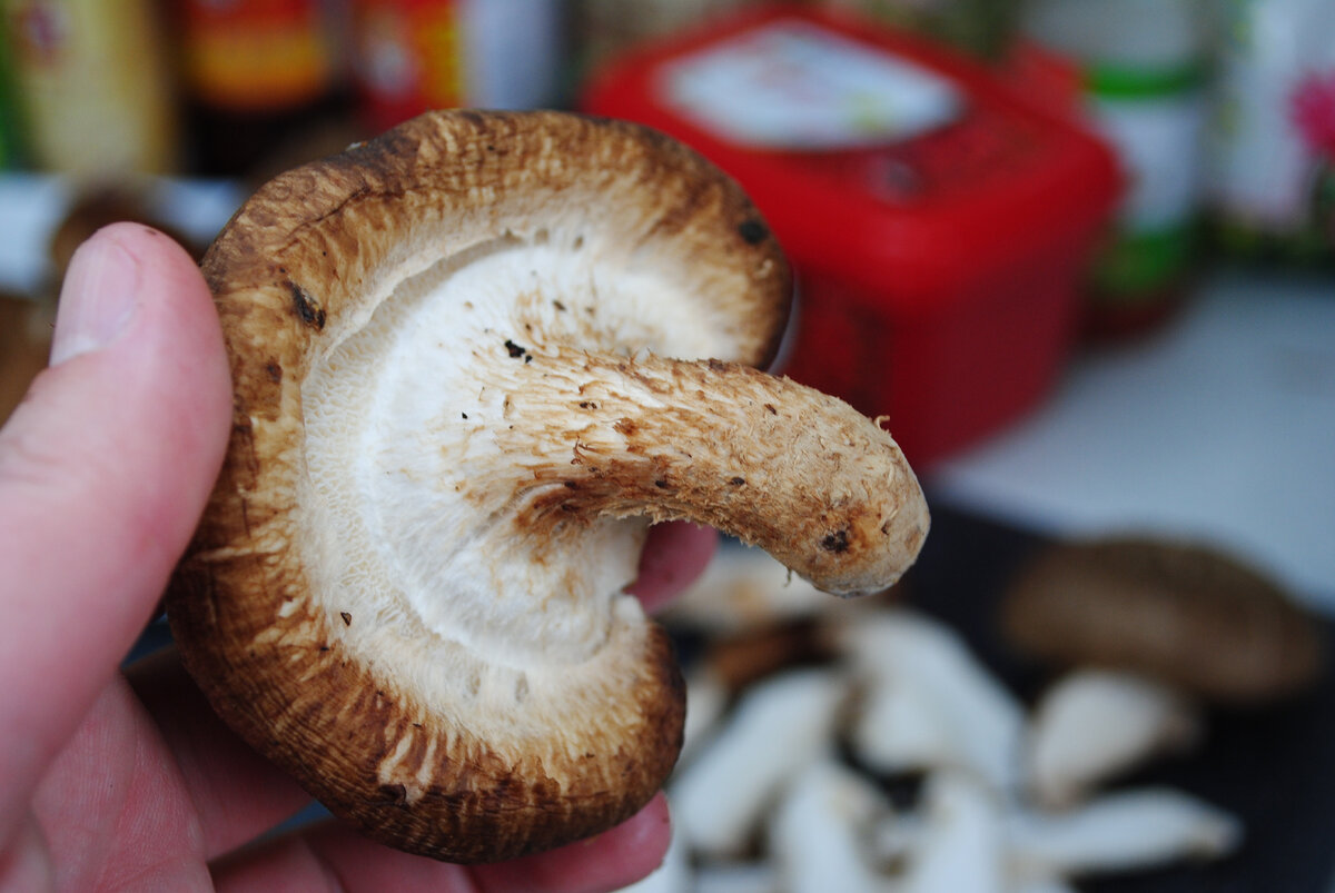 листай фото | Гриб шиитаке ножка