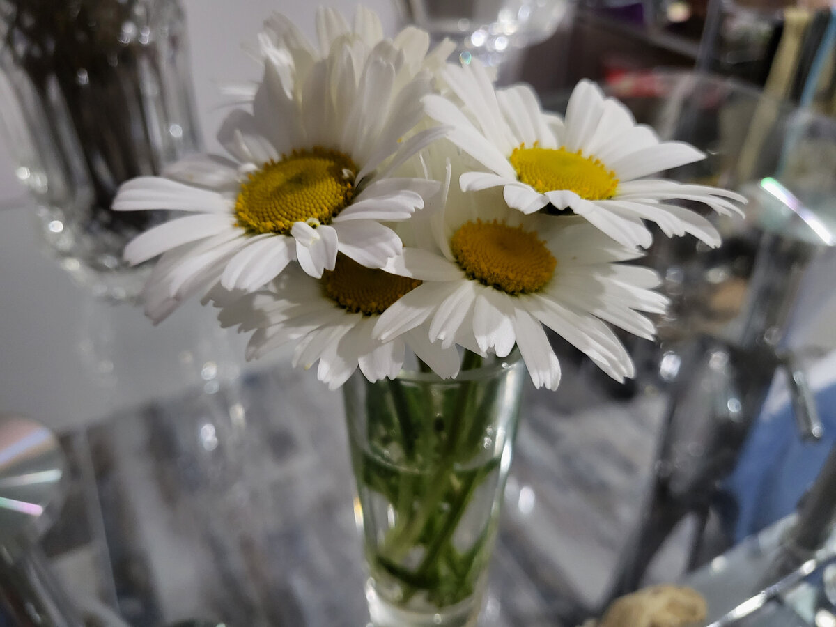 Фото ромашек, которые подарил супруг в последний день дома перед больницей....