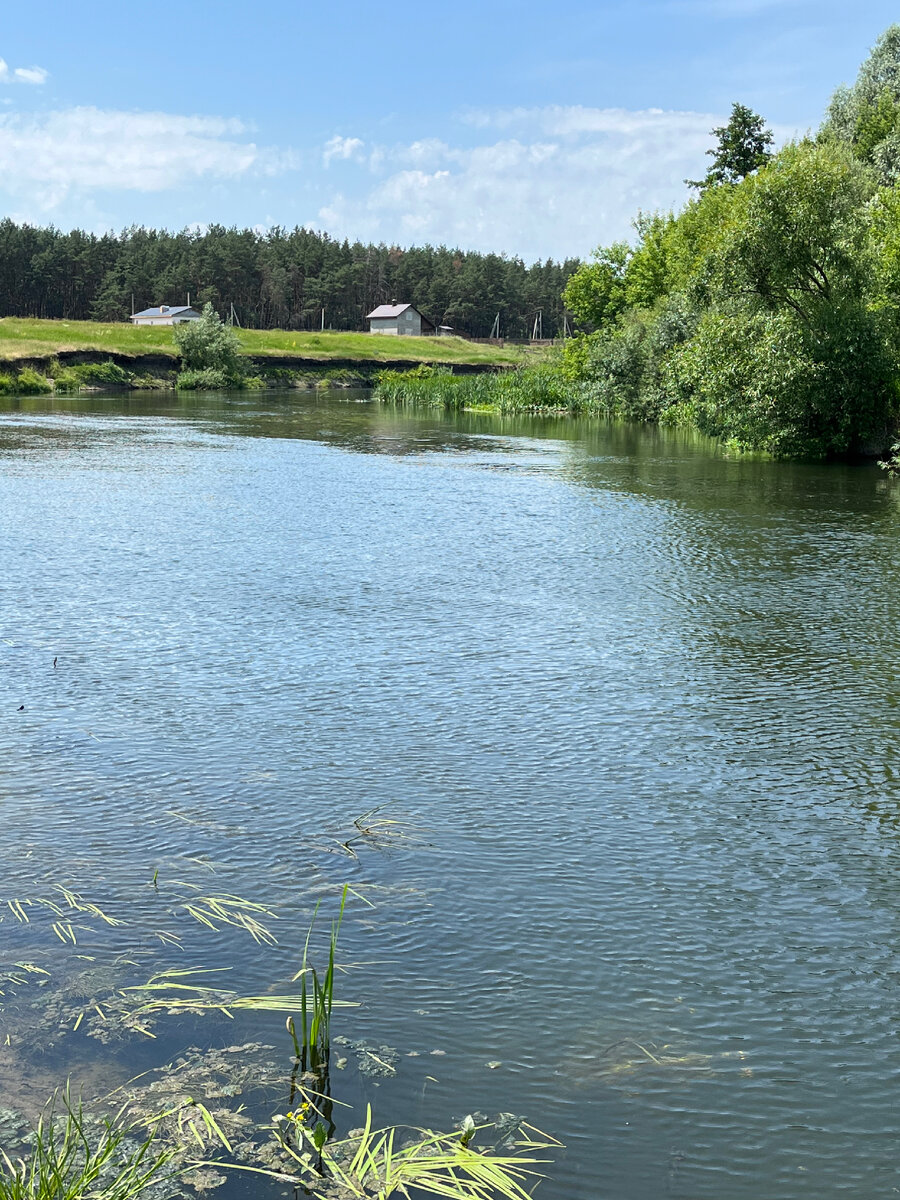 Река Сейм в Курской области, в ней еще можно купаться  💪🧜‍♂️🧞‍♂️🌊🌊🏊‍♂️🚣‍♂️ | Мажорка на пенсии | Дзен