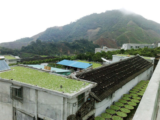 Завяливание чайного листа на солнце