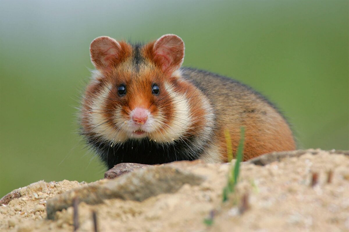 Источник: https://zverek.org